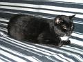 Katten (1)